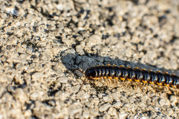 Macro Photography / Fotografia macro