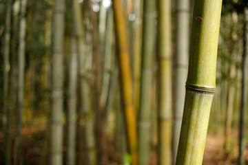 Obraz premium Arashiyama Bamboo Grove