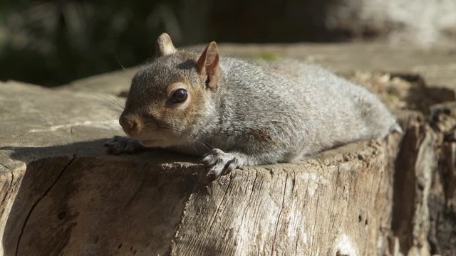 A cute close up of a grey squirrel lying on a tree stump in the sunlight - Cape Town, South Africa