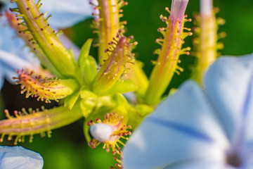 Macro Photography / Fotografia macro