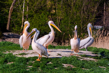 Group of Eiuropean pelicans on an island