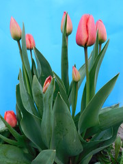 Symbol of Victory: Holiday Tulips for Victory Day