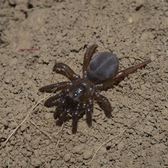 spider on a wooden background