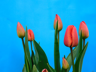 Red tulips for Victory Day on a blue background isolate