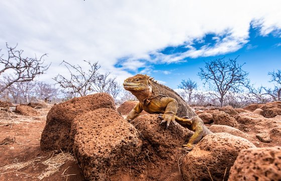 Land iguana on the rock