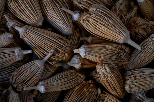 Ammi visnaga commonly known as toothpick-plant is native to egypt  but it can be found throughout the world. Medicinal properties are attributed to it. It is easy to find them in the souks of Morocco