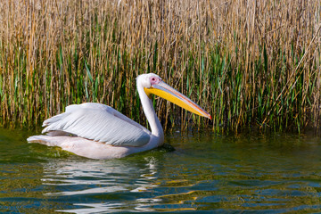 Great white pelican is swimming in a pond