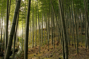 Obraz premium Arashiyama Bamboo Grove