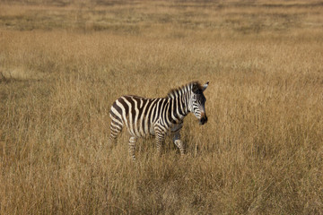 Fototapeta na wymiar zebra walking through the african steppe under golden sunlight