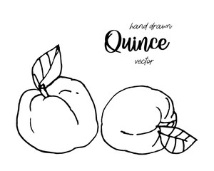 Hand drawn quince sketch style vector illustration. Quince apple with leaf ink illustration.