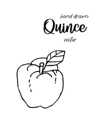 Hand drawn quince sketch style vector illustration. Quince apple with leaf ink illustration.