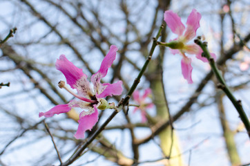 Flor Ceiba Speciosa - Palo borracho