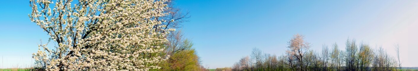 Panorama view of mountain meadow with flowering pear trees against a backdrop of spruce forest and picturesque sky