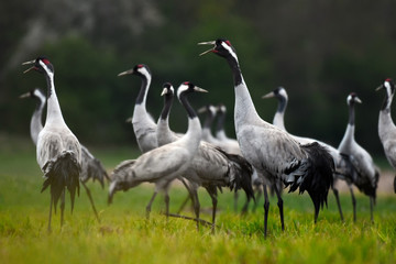 Fototapeta premium Common crane (Grus grus) in the wild. Early morning on swamp erens.