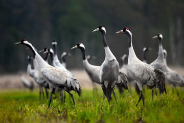 Common crane (Grus grus) in the wild. Early morning on swamp erens.