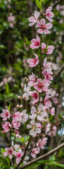 Peach Flowers