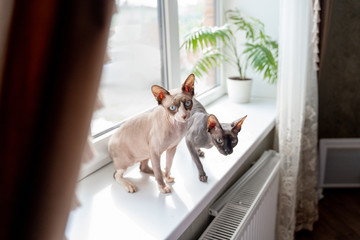 two sphynx cats