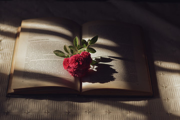 rose and book