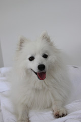 Pure breed, Japanese Spitz, six year old, adult male. 