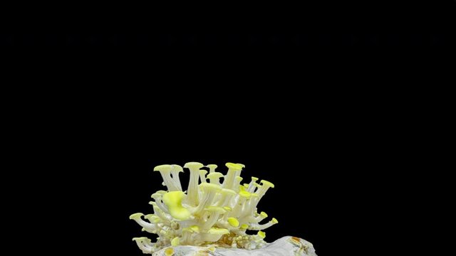 lemon oyster mushroom time lapse mushroom growth for seven days
