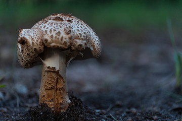 White and brown mushroom in Chihuahua forest