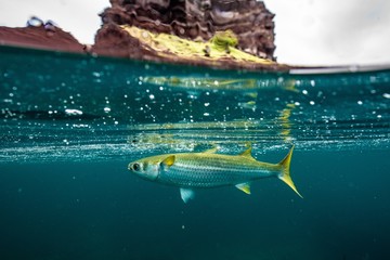 yellow tail mullet close to the surface