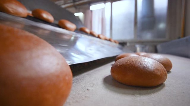 hot freshly baked Burger buns ride on a conveyor belt against the background of a bread factory or bakery