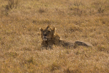 Male lion laying in the grass on a sunny day