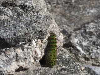 Bright Green Caterpillar On Rocks