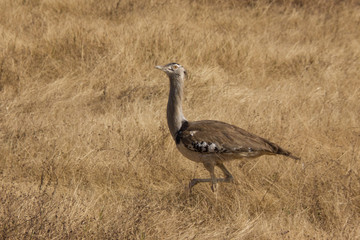 Kori bustard in the african stepp eunder golden sunlight