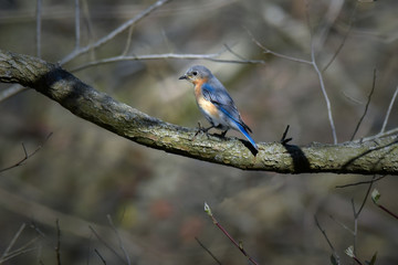 Bluebird, Female, Perched on Tree Branch with Dappled Sunlight