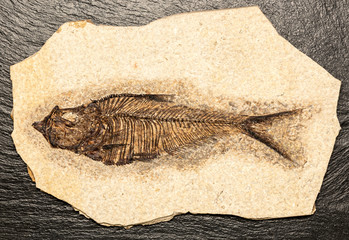 A very old fossil of a prehistoric fish on a stone © mauro53