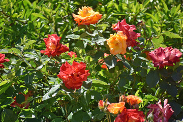 Obraz na płótnie Canvas Roses in the Garden