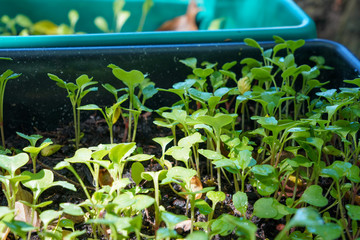 Organic vagetable plot, Growing plant.