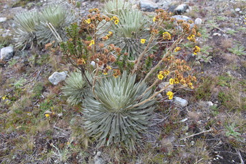 Flora del p&aacute;ramo Santurban