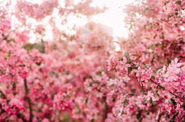 pink bloom sakura tree close up spring