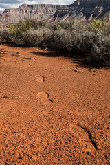 Footprints in Desert sand