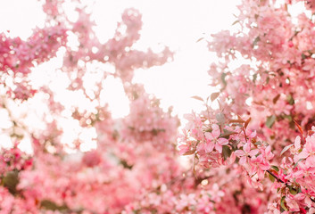 Obraz premium pink bloom sakura tree close up spring