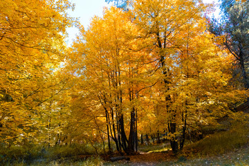 Maple Trees in Autumn