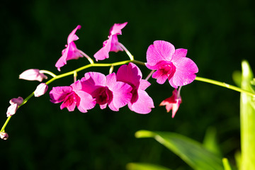 My lovely flower from Aracaju