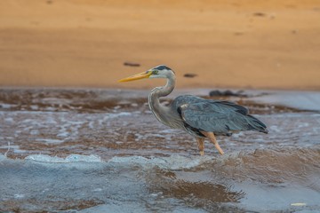 Great blue heron