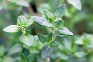 Thyme