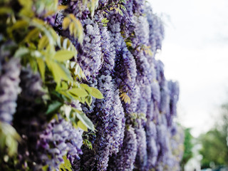Low angle view of Wisteria grapes plant in bloom early in the spring with multiple purple colored flowers