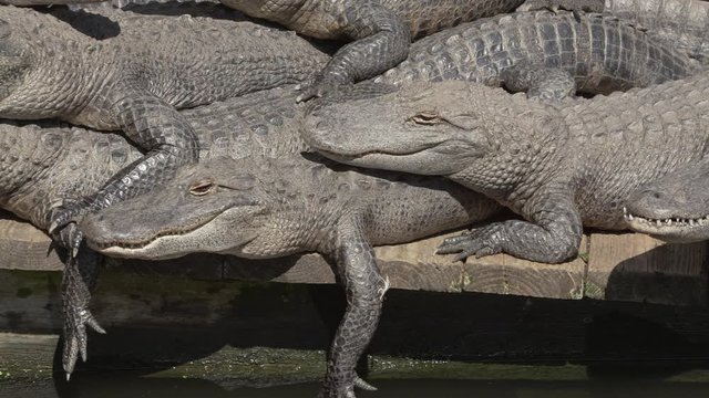 Pan of group of young alligators on a dock at Gatorland park in Orlando Florida