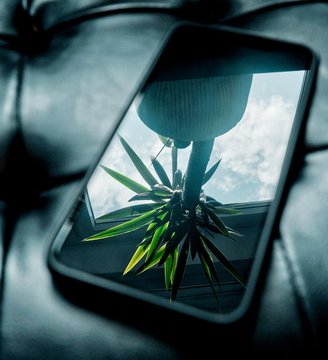 Palm tree thru phone