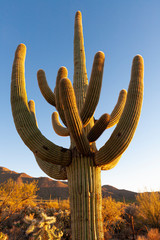 Mighty Saguaro