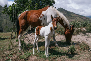 Naklejka na ściany i meble Mare and foal, mother and son pinto horses
