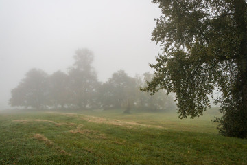 Obraz na płótnie Canvas Tree silhouettes in fog 