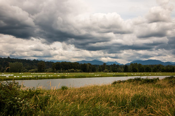 Distant hay field with cloudy grey sky and foreground pond and grass