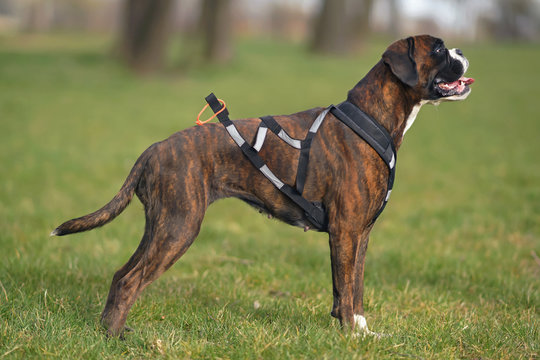 Brindle Boxer dog with natural ears and an undocked tail standing outdoors on a green grass wearing a black X-back sleddog harness with reflectors
